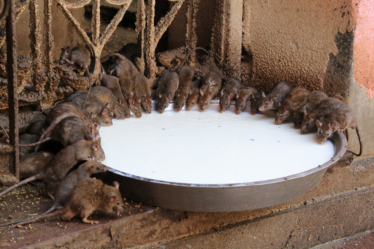 Karni Mata Ratten-Tempel (Indien)