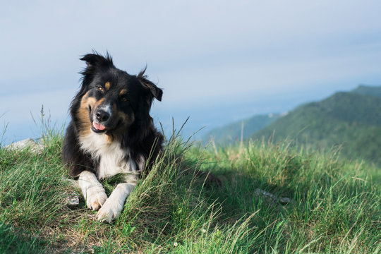 Funny border collie dog portrait in the nature - Powered by Adobe