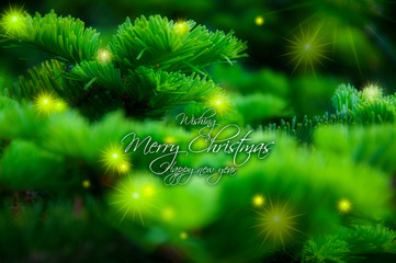 Christmas greeting card background, cypress tree with bright starburst