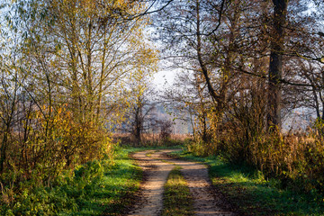 Naklejka premium Złota Polska Jesień nad rzeką Supraśl, Podlasie, Polska