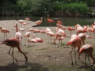 pink flamingos by the water