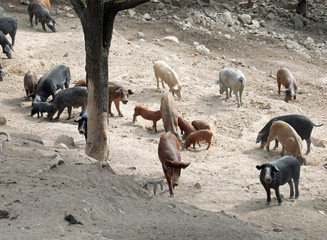 livestock of many pigs