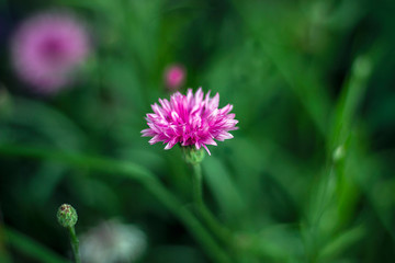 pink flower