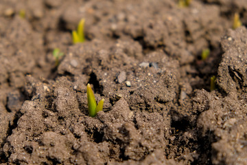 Small green plant sprouts on gray dry ground