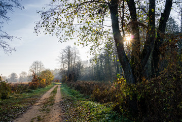 Fototapeta premium Złota Polska Jesień nad rzeką Supraśl, Podlasie, Polska