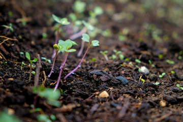 Small green sprouts on black damp ground