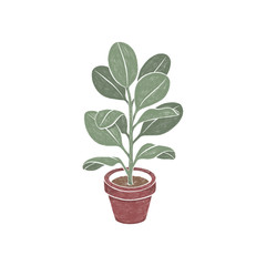Obraz premium Ficus - hand painted houseplant in a pot on a white background.