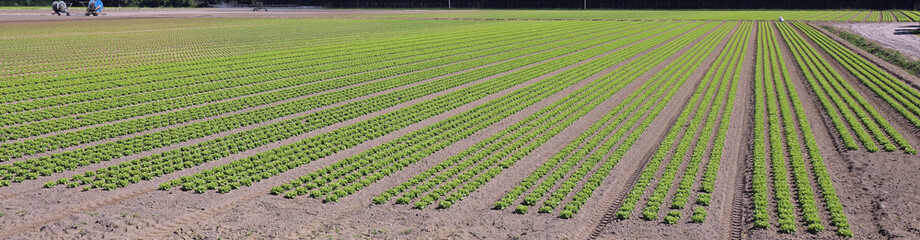 Fototapeta wide cultivated field of green lettuce on the sand obraz