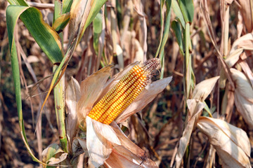big yellow ear of corn in the cultivated field