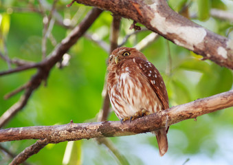 Pygmy Owl sitting on a  lush bright green tree in The Pantanal, Brazil