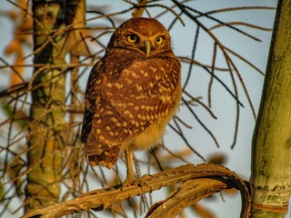 owl on branch