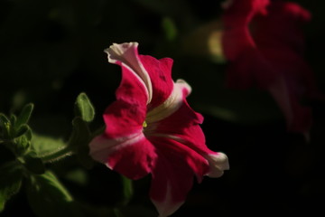 Colourful and thorny mediterranean flowering plants and cactus