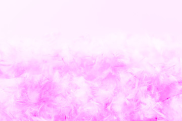 Beautiful abstract blue and purple feathers frame on darkness background and colorful soft white pink feather portrait frame texture