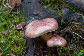 Mushroom growing in the forest