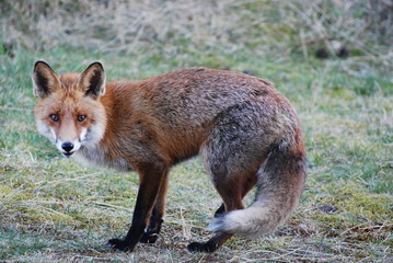 Wild fox in the Danish nature at the North Sea