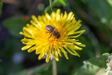 Bee feeding on dandelion flower, close up