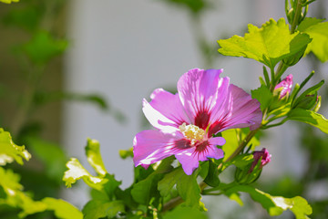 Hibiskus Hibiscus © Susi Pang