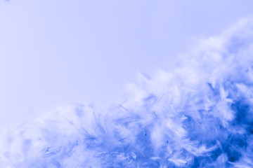 Beautiful abstract purple and blue feathers frame on darkness background and colorful soft white pink feather portrait frame texture