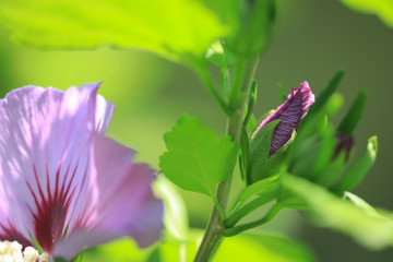 Hibiskus Hibiscus © Susi Pang