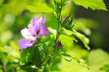 Hibiskus Hibiscus © Susi Pang