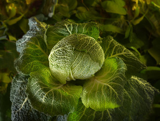 Fototapeta premium savoy cabbage