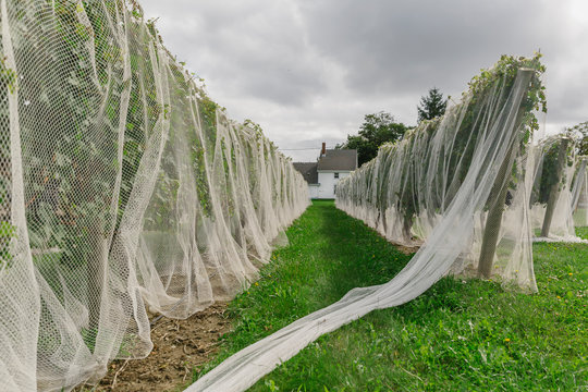 Landscape of Vineyard with Bird Netting
