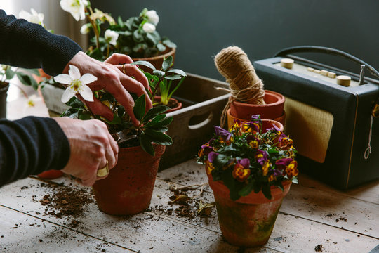 Gardener potting on Hellebore plants.