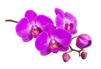 Moth orchid on white