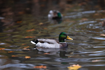 duck in a pond