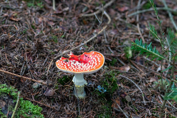 Fly agaric in the forest