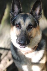german shepherd dog