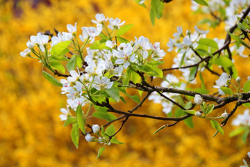 Obraz premium Birne - Blüte - Frühling - Pear