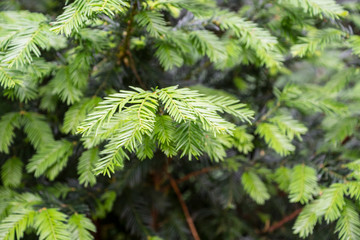 Green branch of the pine tree close up