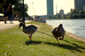 Young duck walking at river Main
