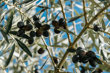 olive branch, olive tree, olives on the tree. shallow depth of field