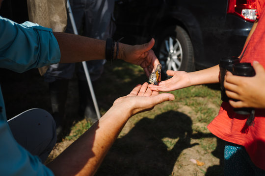 tagging monarch butterflies