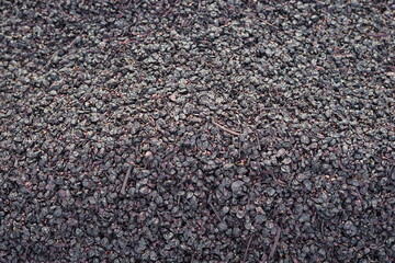 Reste von Trauben nach der Weinlese