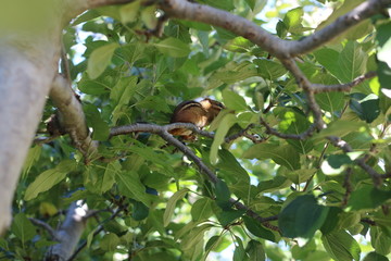 chipmunk in a tree