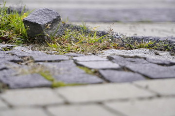 Fototapeta premium repair of the road from pavers, replacement of stones in the road, construction. durable coating. natural stones in construction