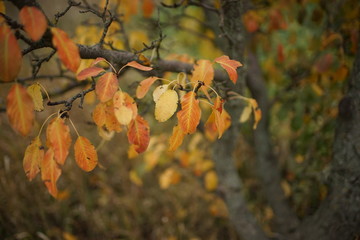 yellow foliage on the pear tree in the autumn garden closeup.