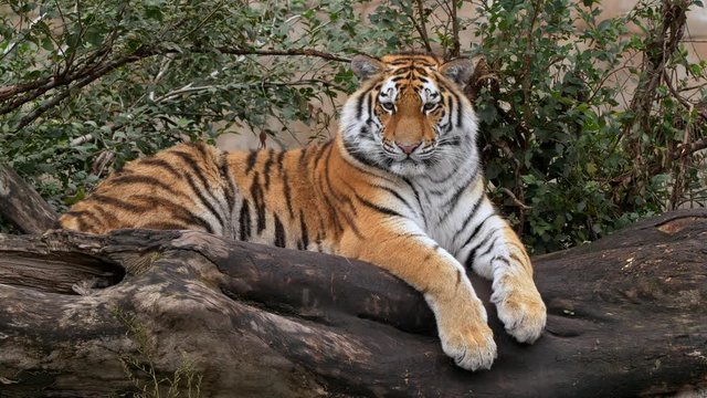 Siberian tiger cub lying on a log