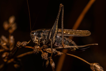 Cricket - Dark Macro / Grille - dunkles Makro