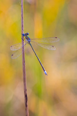 Blue Dragon Fly with green and yellow Background - Blaue Libelle mit grünem und gelben Hintergrund