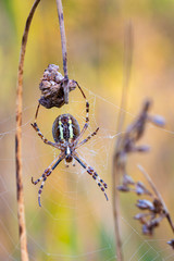 Zebra Wasp with Plants - Zebraspinne mit Pflanzen