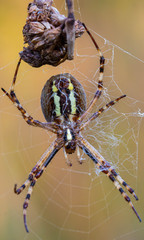 Zebra Wasp - Zebra Spinne