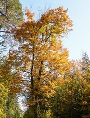 German forest sunset autumn