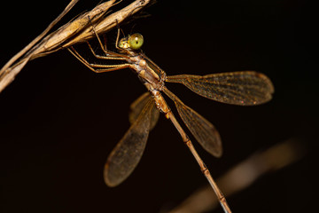 Dragonfly / Libelle - Super Makro - Macro