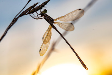 Dragon Fly and soft Sky - Libelle mit weichem Himmel