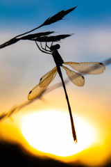 Dragon Fly / Libelle mit Gegenlicht / Sunset