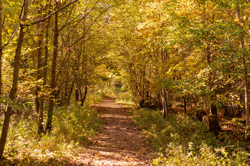 Sunny path with leafy ground - fall in bavaria